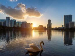 Um pôr do sol encantador em Orlando, com um cisne branco nadando sob a luz do sol no Lake Eola, Flórida.