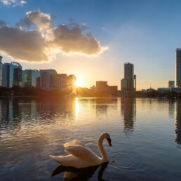 Um pôr do sol encantador em Orlando, com um cisne branco nadando sob a luz do sol no Lake Eola, Flórida.