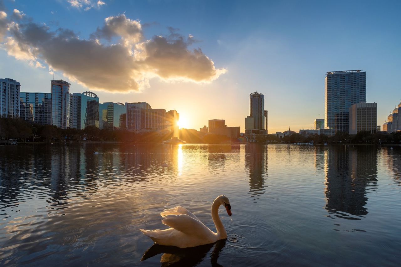 Um pôr do sol encantador em Orlando, com um cisne branco nadando sob a luz do sol no Lake Eola, Flórida.